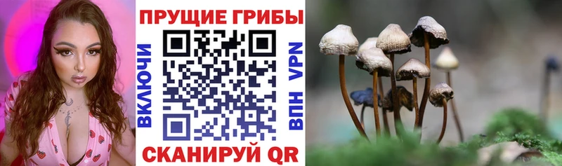 Псилоцибиновые грибы GOLDEN TEACHER  Купить где  Темрюк 